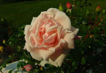 bild rose